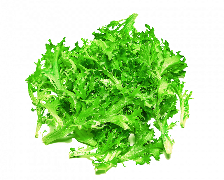 Frisée Lettuce Pure Harvest